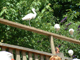 2003_0620_124919AA
